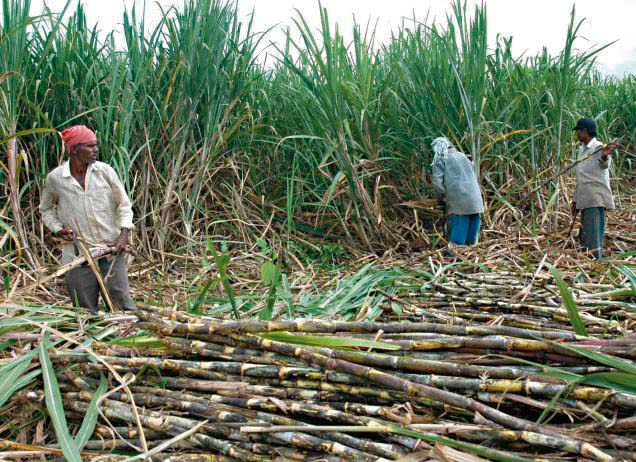 अनुदान रकम लिन चाहने निजगढका उखु किसानले पालिकामा सूचीकृत हुनुपर्ने
